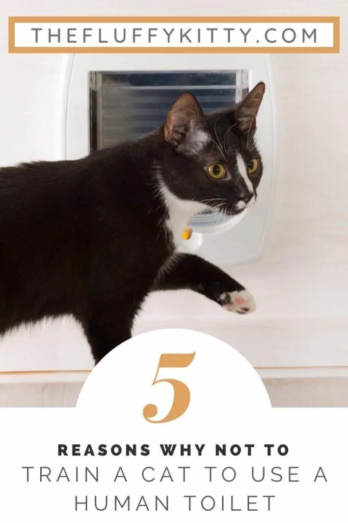 5 reasons why NOY to toilet train cats. #cats #bathroom #cat #cattips Fluffy Kitty Blog | www.thefluffykitty.com