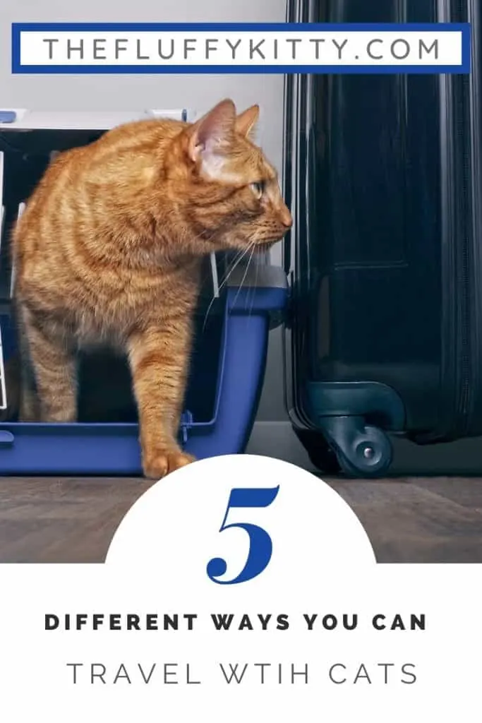 Traveling with Cats: 5 Ways to Travel with Your Cat