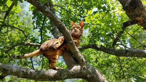 cat has diarrhea but seems fine - Fluffy Kitty