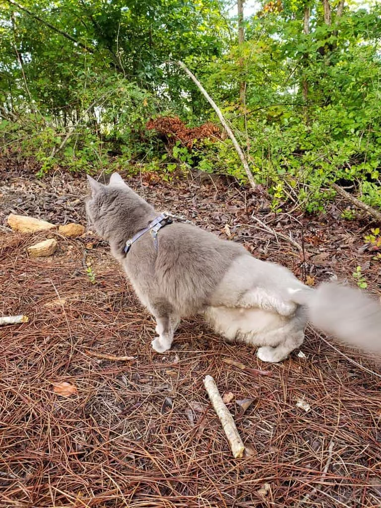 Yoda after leg amputation