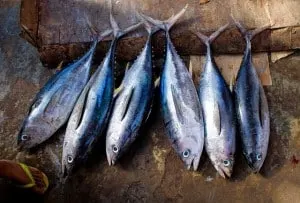 can cats eat fish