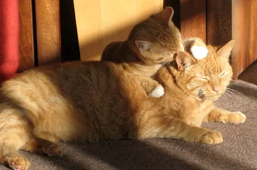 Why do cats pull their hair out | Fluffy Kitty