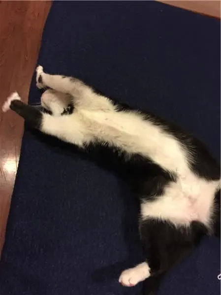 Fluffy Kitty Guest Post | Loulou