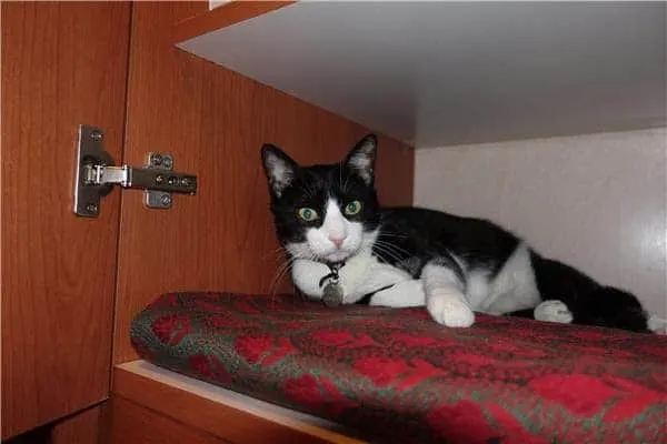 Fluffy Kitty Guest Post | Loulou