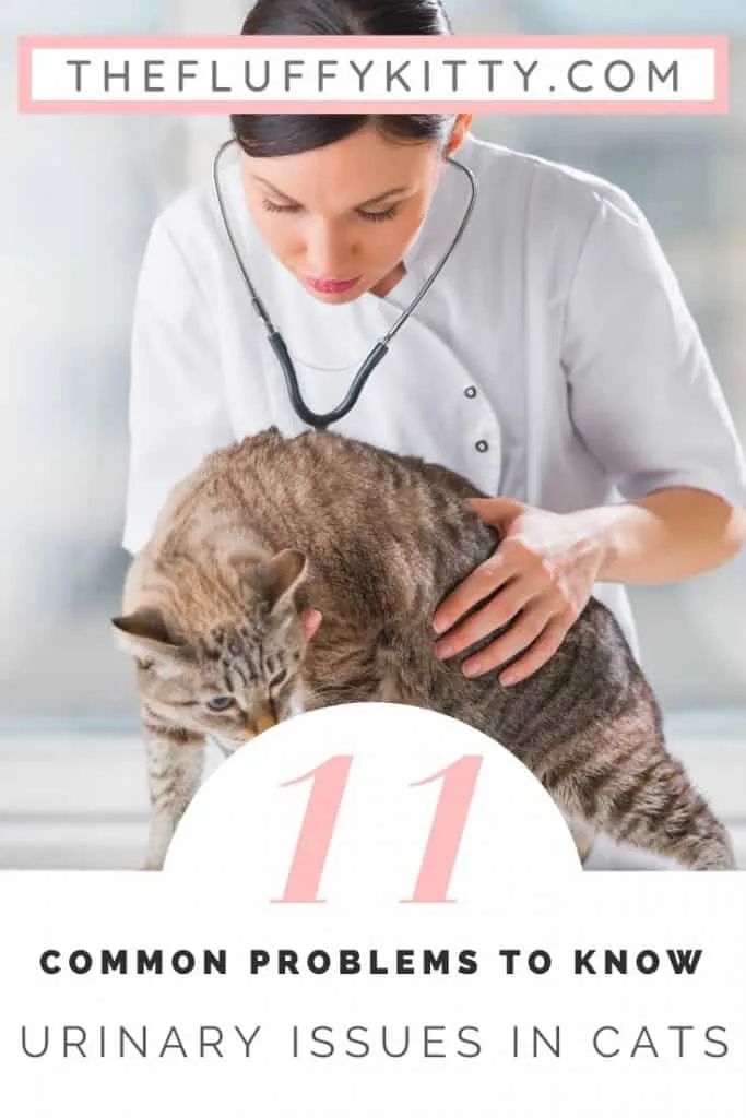 11 Common Urinary Problems in Cats: 11 common issues to watch out for to ensure your cat's urinary health stays in-check. #cats #cathealth #catlovers #catproblems