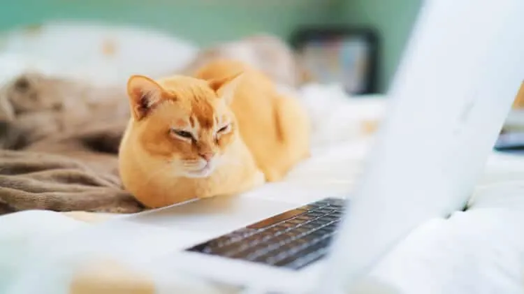Documents & Vaccinations Cats Need to Fly | Fluffy Kitty thefluffykitty.com