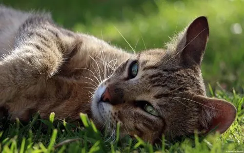 cats and ibuprofen