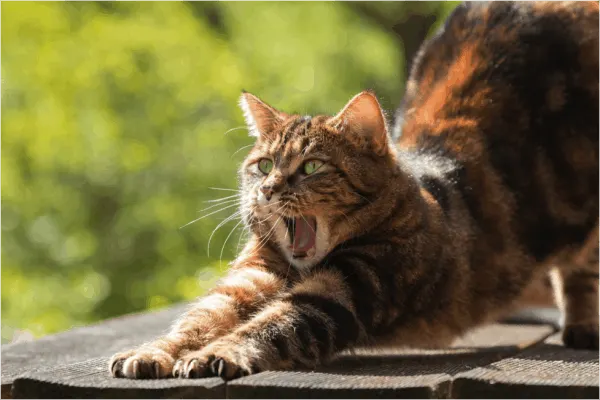 what are cat scratching posts made of