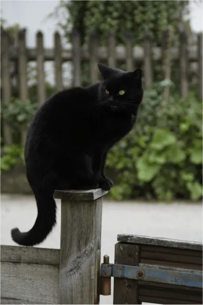 what are cats scratching posts made of