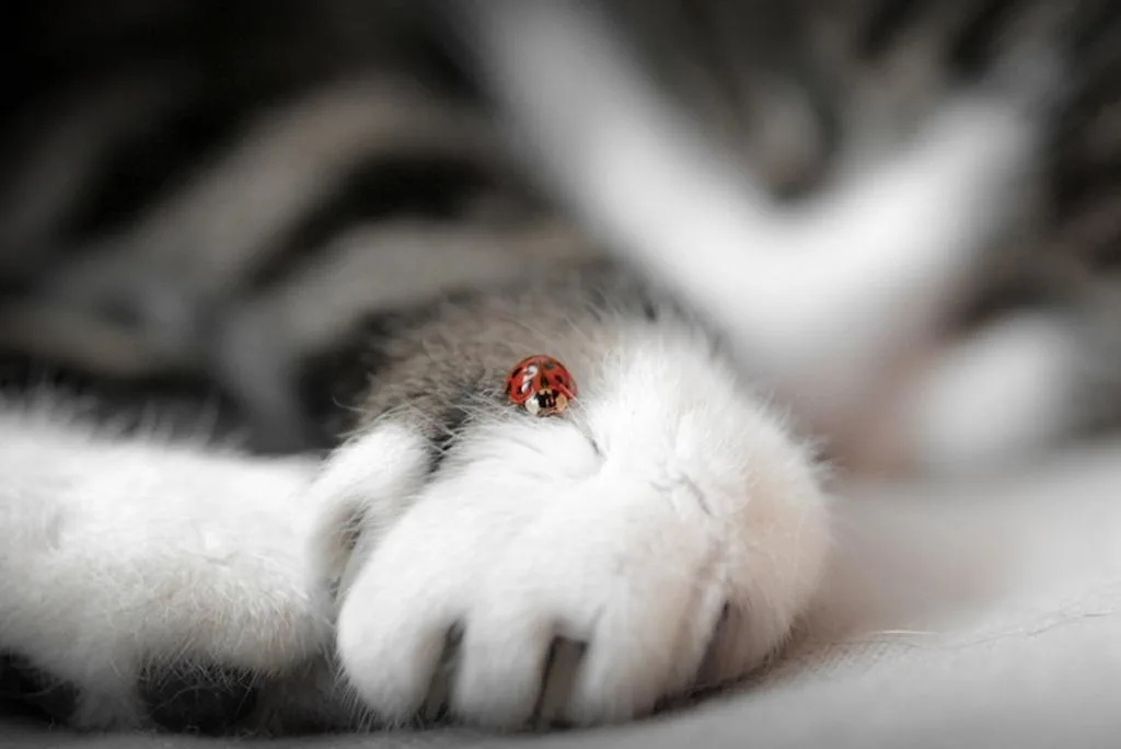 ladybug on cat paw