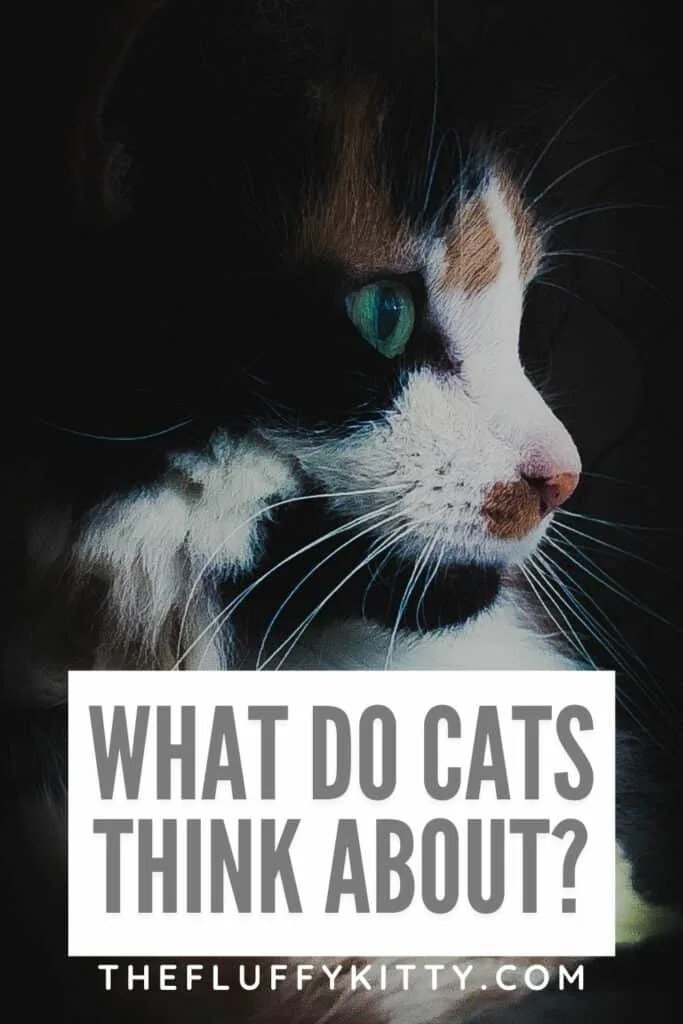 portrait of cat with text overly 'what do cats think about'