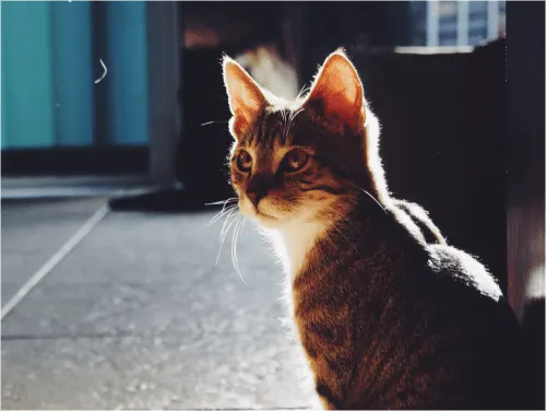 what to feed a stray cat without cat food cute
