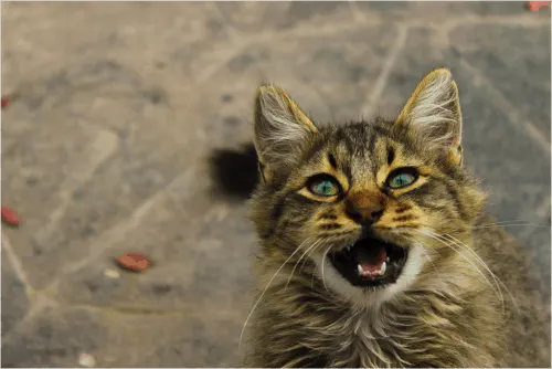 what to feed a stray kitten without cat food