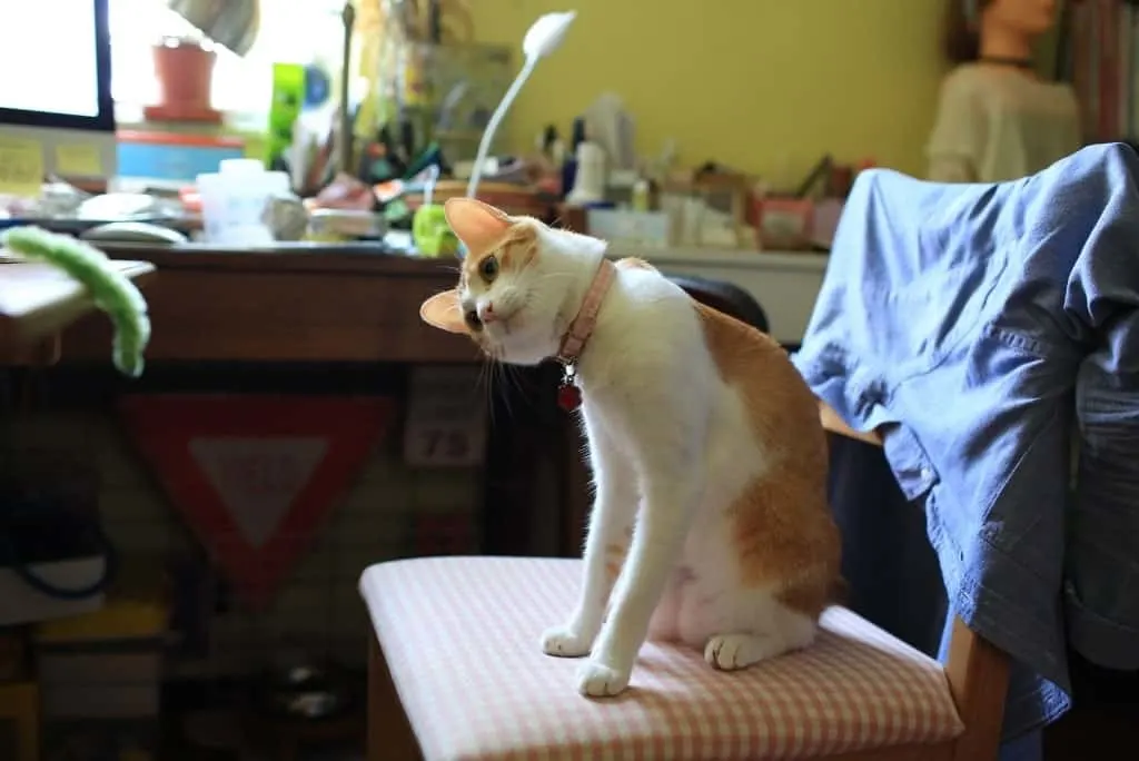 cat on chair tilting head thinking about