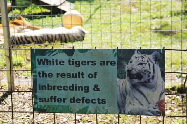 Big Cat Rescue Review by Fluffy Kitty