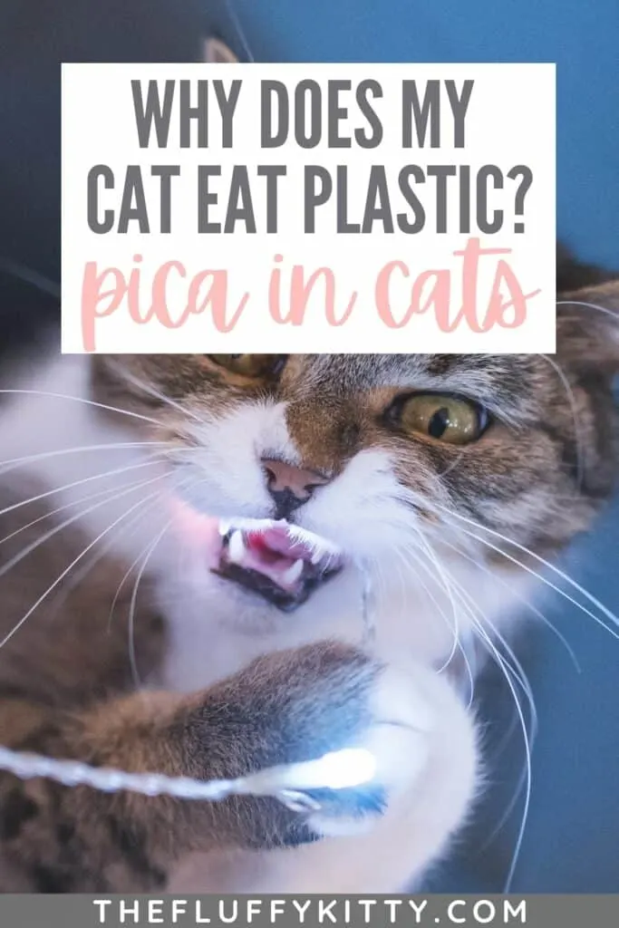 cat with pica chewing lighting cable