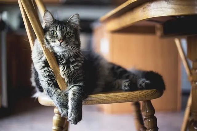 DIY Cat Climbing Shelves | Fluffy Kitty