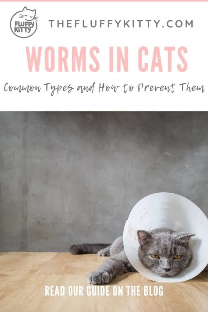 Common Types of Worms in Cats: How to identify worms in cats, how to treat worms, and what to know in order to prevent your cat from getting worms. #cats #cathealth | Fluffy Kitty