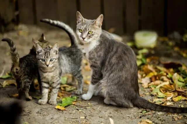Most Common Types of Worms in Cats | Fluffy Kitty