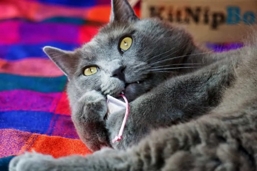 KitNipBox Review | Fluffy Kitty