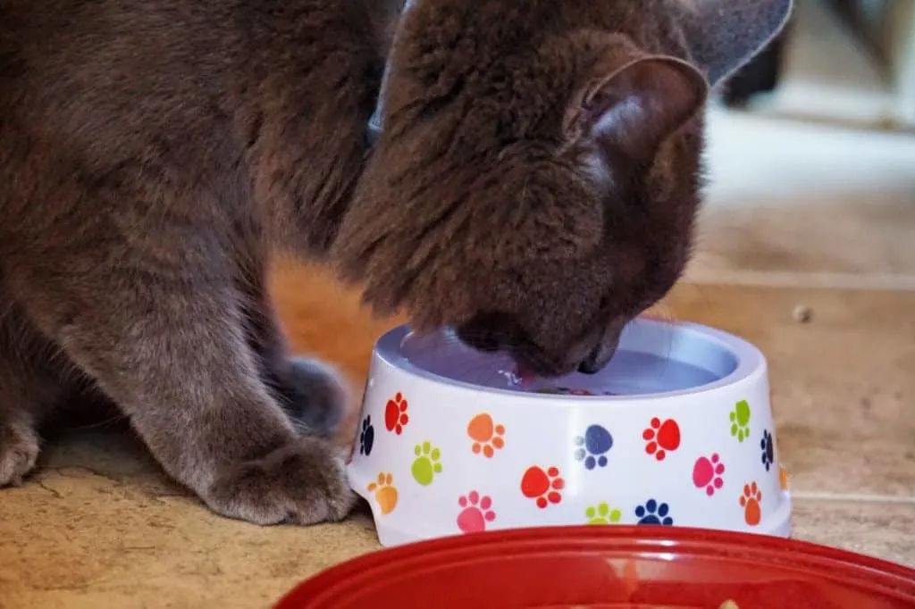 cat drinking water