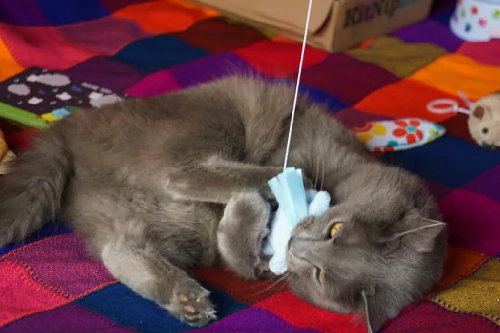 KitNipBox Review | Fluffy Kitty