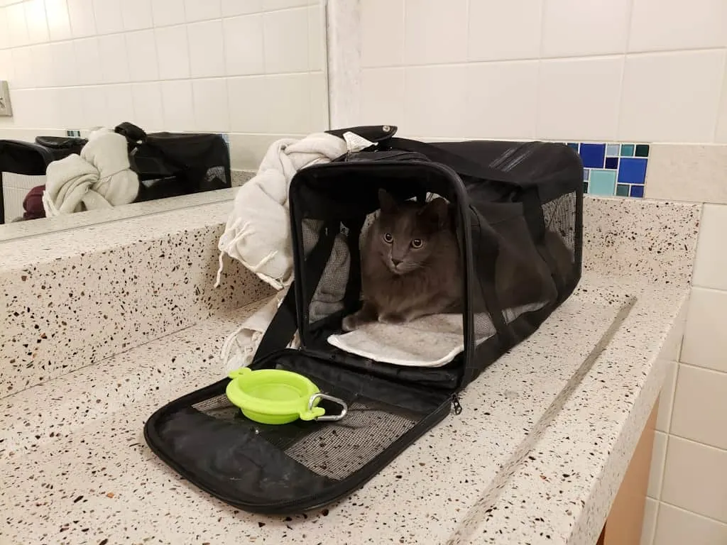 Flying to Mexico with a Cat | The Fluffy Kitty #petblog #cats #pettravel #pets #mexico