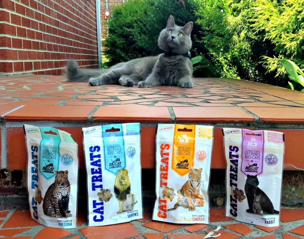 yoda and his treats