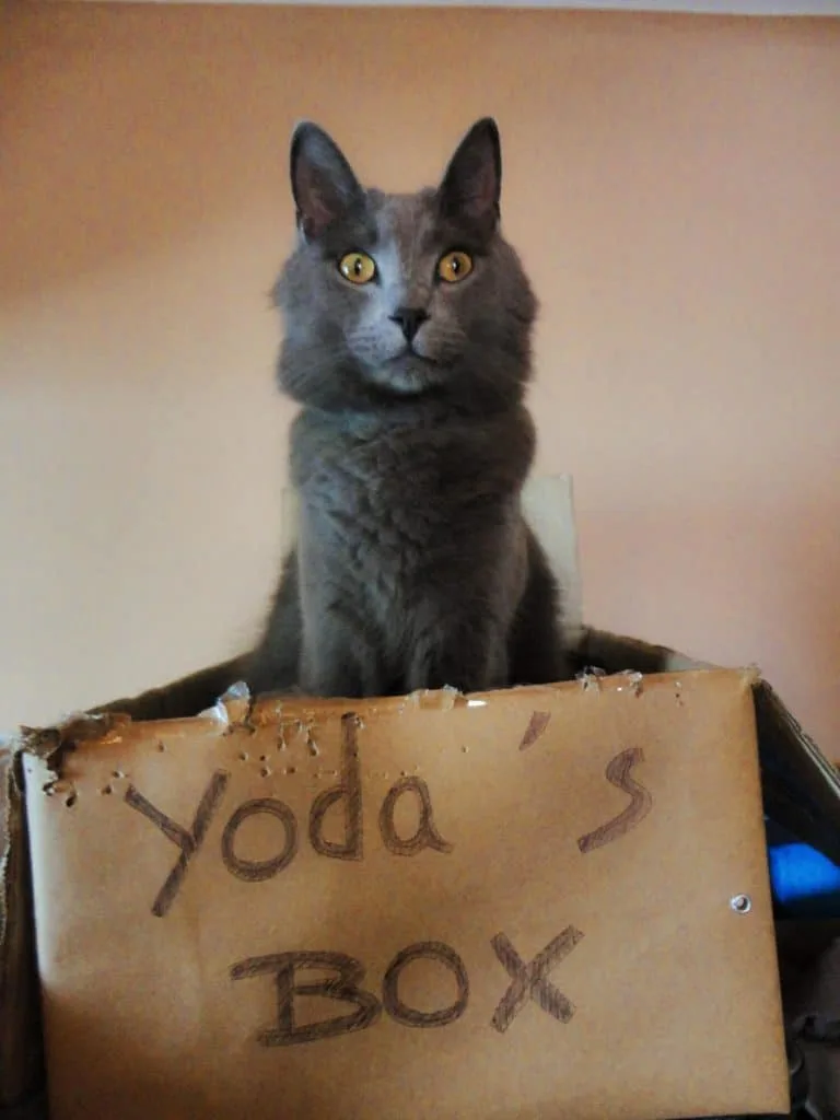 Our Journey Becoming Sustainable Cat Owners // Fluffy Kitty Blog thefluffykitty.com