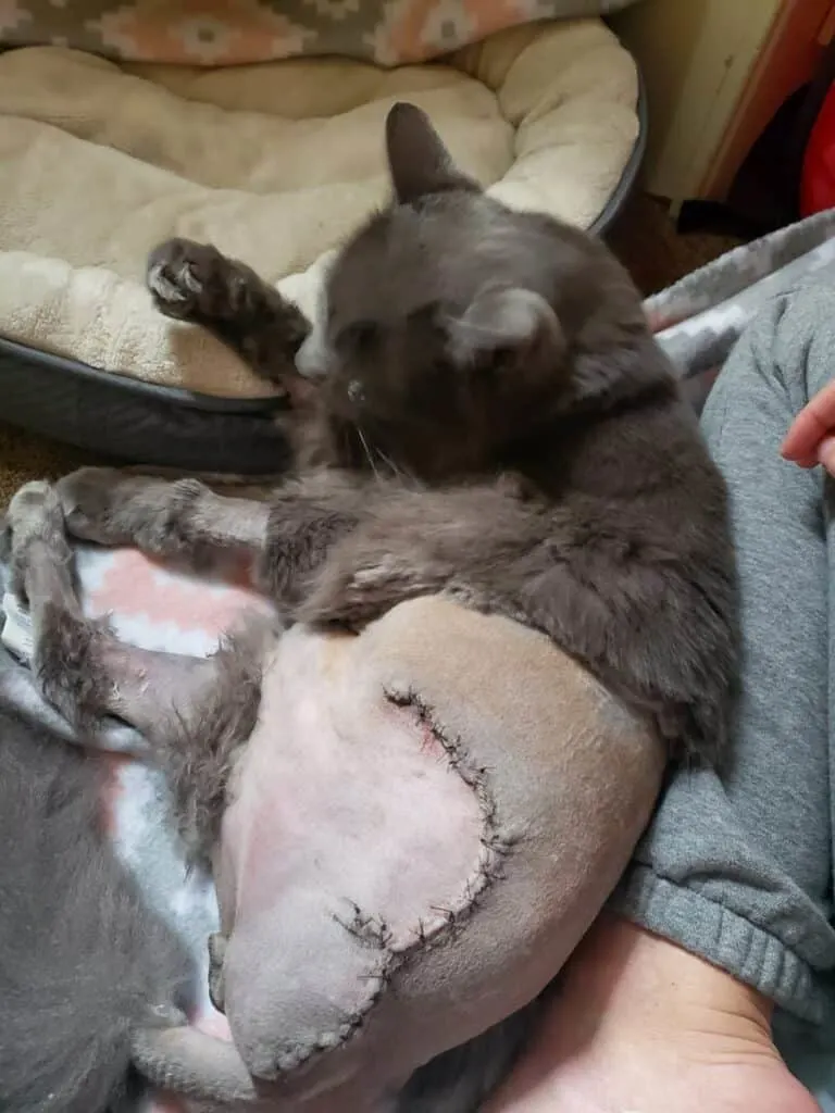 shaven cat with stitches after leg amputation