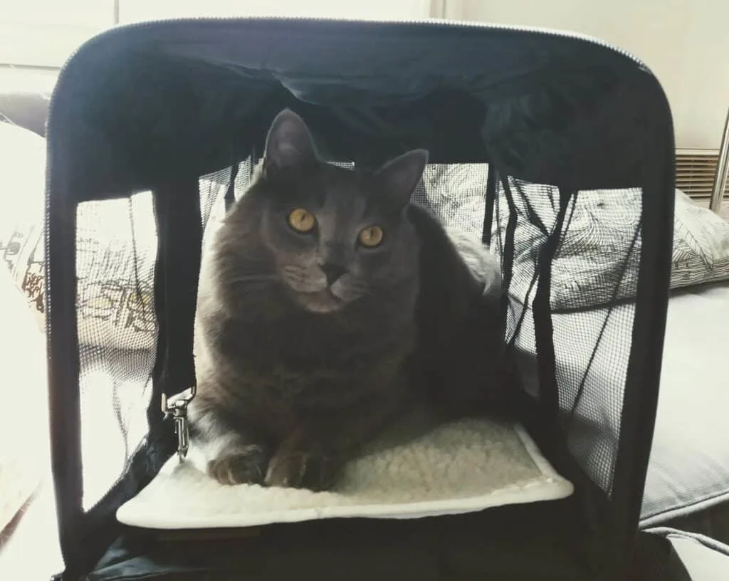 Moving Overseas with Cats | Fluffy Kitty
