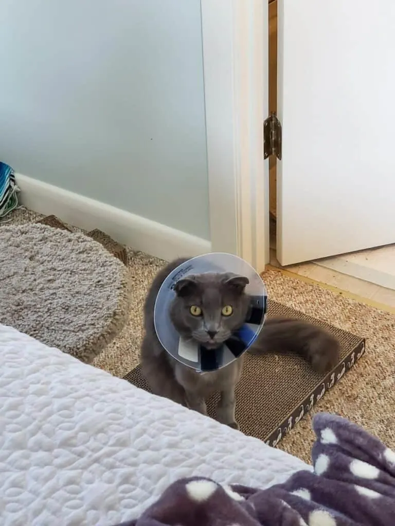 gray cat wearing e-collar