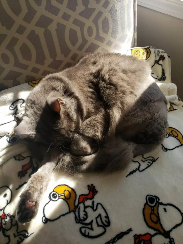 gray cat after high limp amputation from FISS cancer