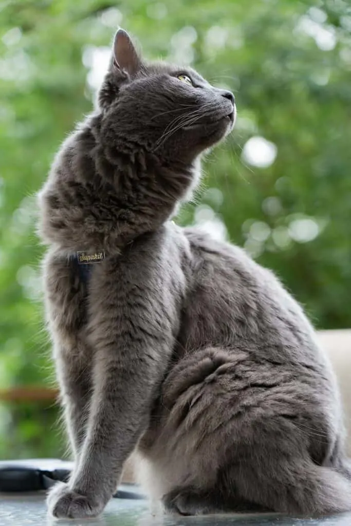 gray cat outside wearing harness