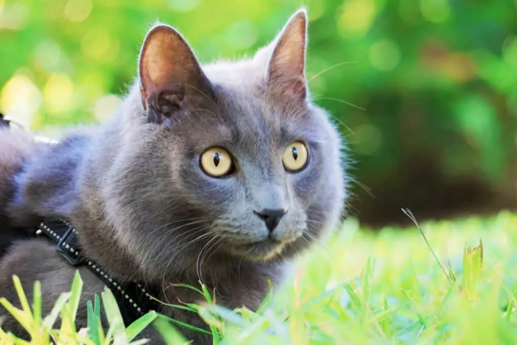 Our Journey Becoming Sustainable Cat Owners // Fluffy Kitty Blog thefluffykitty.com