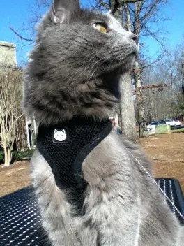 Yoda | Fluffy Kitty