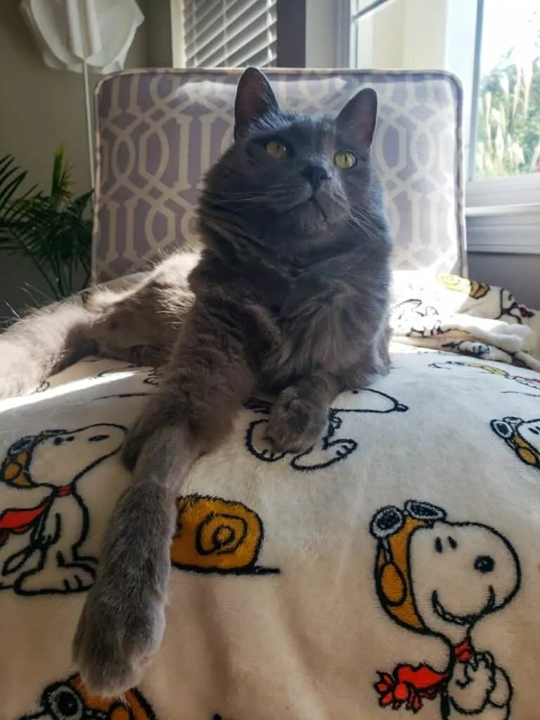cat healing from FISS cancer and laying on blanket on sofa couch