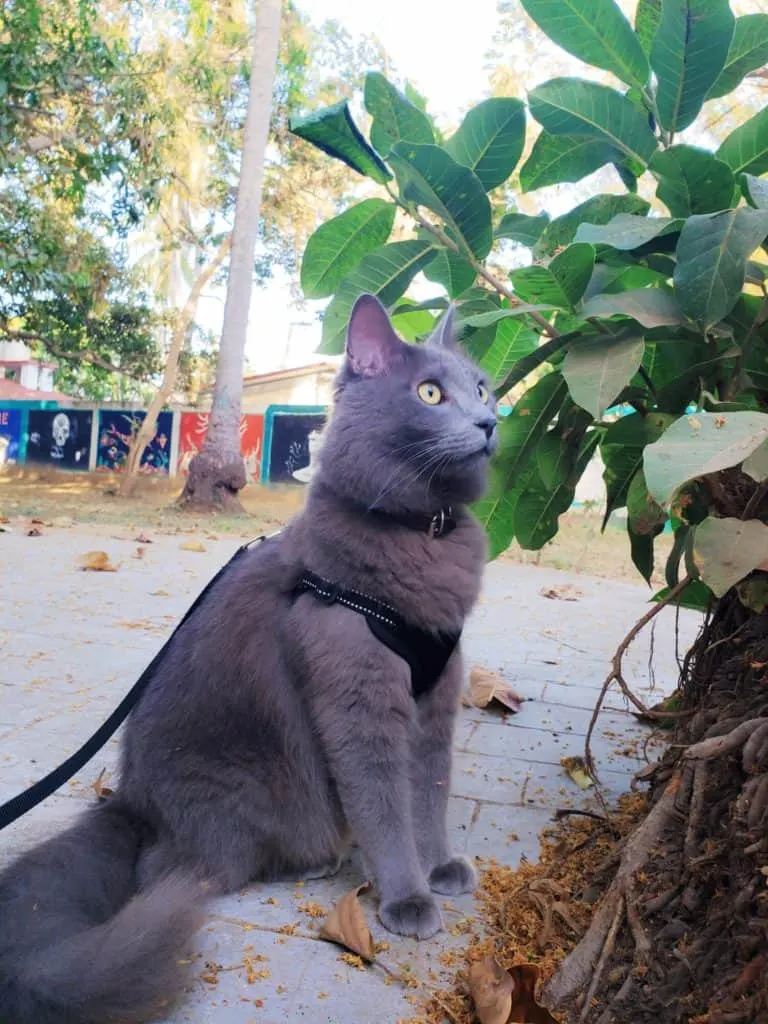 Our Journey Becoming Sustainable Cat Owners // Fluffy Kitty Blog thefluffykitty.com