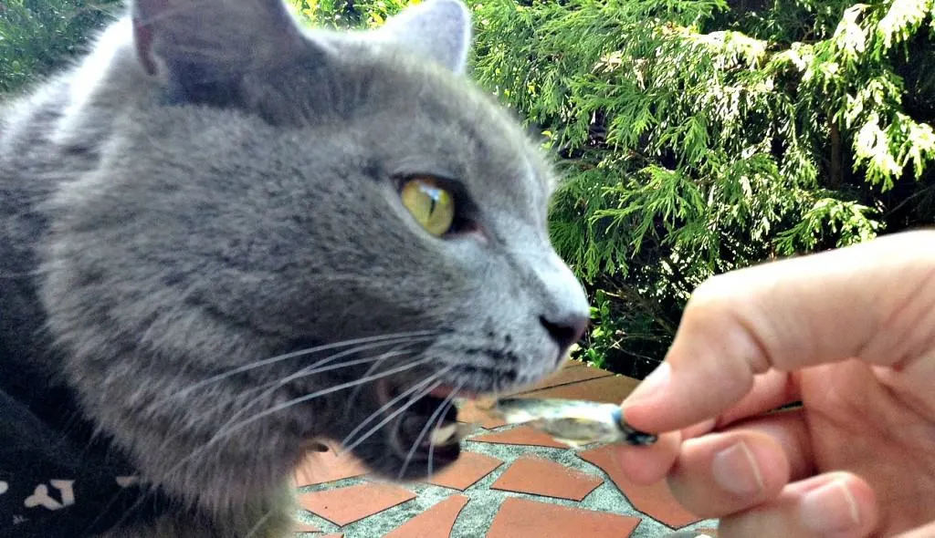 Yoda trying the treats