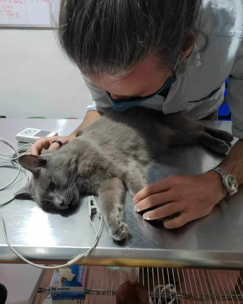 sedated cat on table at the vet