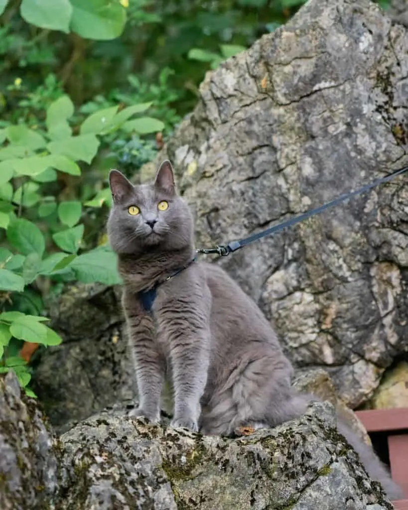 Yoda from Fluffy Kitty blog standing on rocks wearing harness by Supakit.co