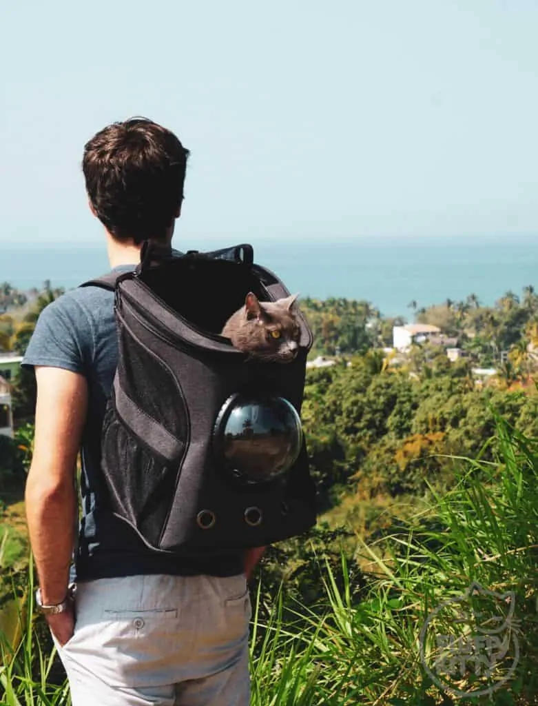 12 Do's & Don'ts of Backpacking with Cats | Fluffy Kitty