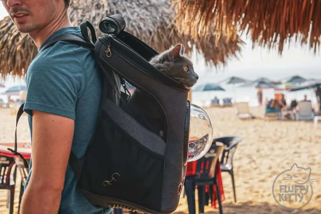 Travel with Cats